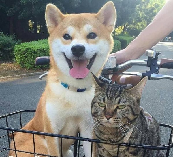 Реакция кота и пса на поездку в корзине велосипеда рассмешила пользователей Сети