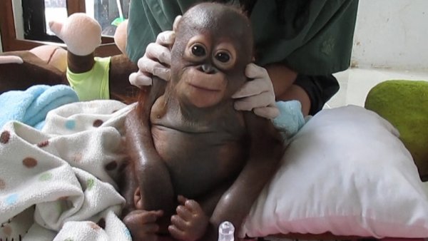 В Новосибирске нейрохирург спас детеныша орангутанга