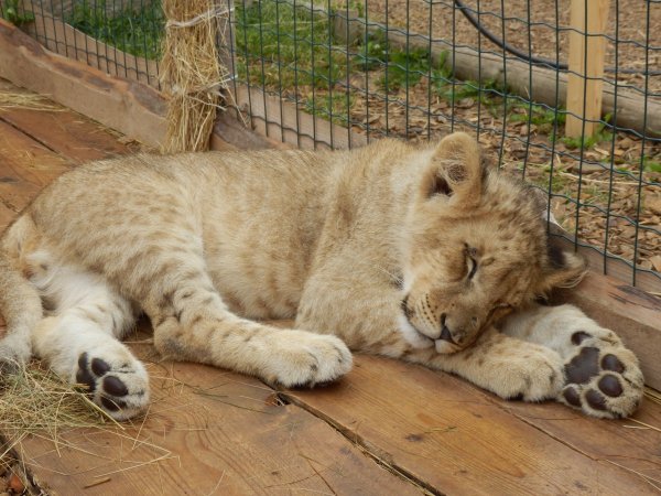 Найденного в промзоне на юге Москвы льва передадут в Абаканский зоопарк
