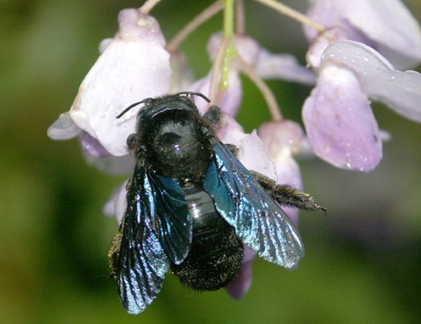 Жители Новосибирской области испугались синих пчел