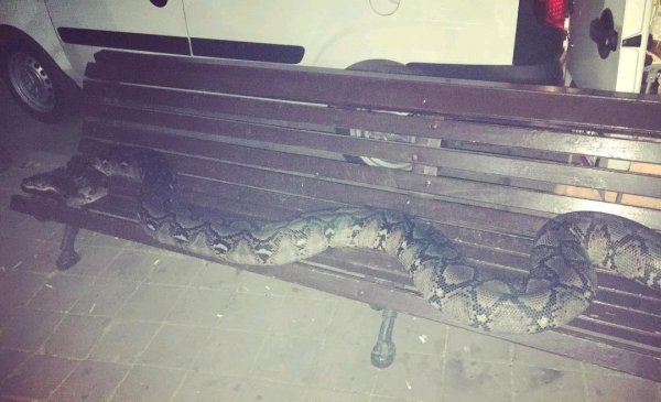 «Лучше, чем алкаши»: На скамейке в Ростове-на-Дону спал двухметровый питон