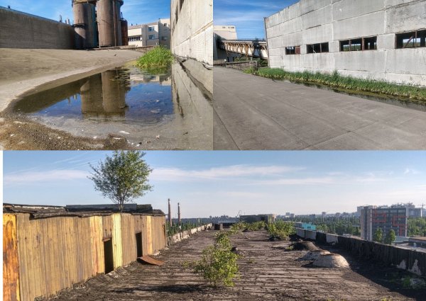 В Воронеже нашли необычный оазис со своей экосистемой на крыше заброшенного завода