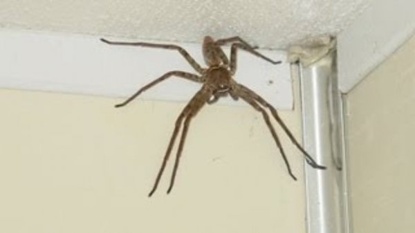 В Белоруссии на крыше дома живет паук-монстр