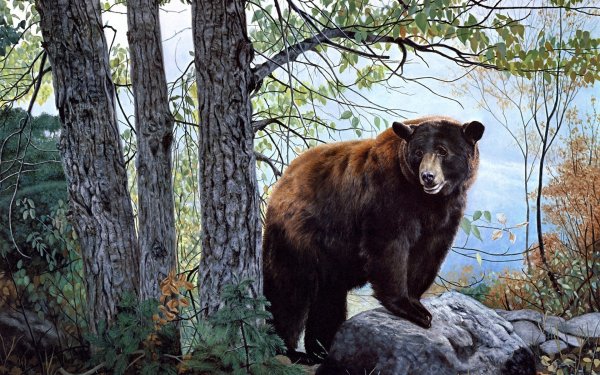 В Мурманской области медведи стали жить по православному календарю