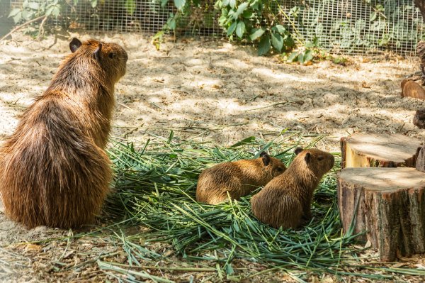 Самые крупные грызуны родились в Ростовском зоопарке