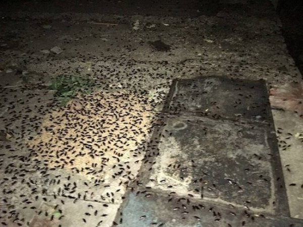 В Казани люди жалуются на нашествие тараканов