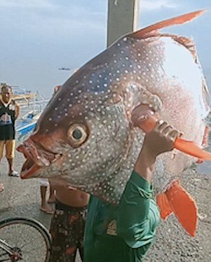 Рыбак похвастался 30-килограммовой рыбой-луной