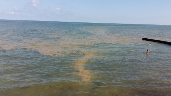 В море у Зеленоградска появились огромные коричневые пятна