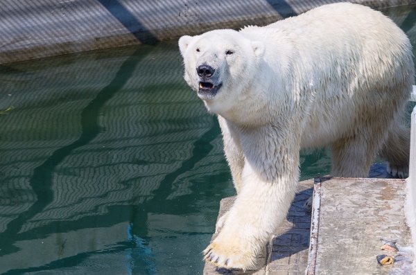 В нижегородском зоопарке поселился «московский» белый медведь