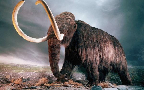 Останки необычного мамонта обнаружили в Якутии
