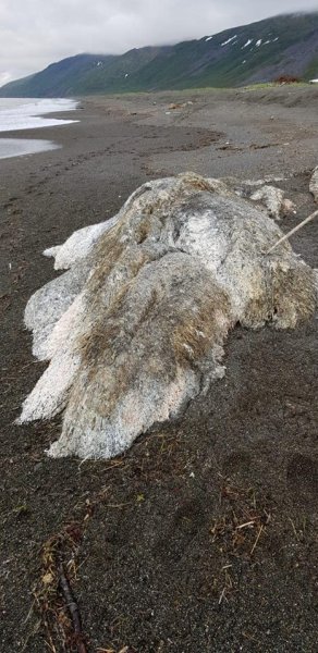 Волосатое чудовище: На побережье Камчатки нашли монстра из романов Лавкрафта