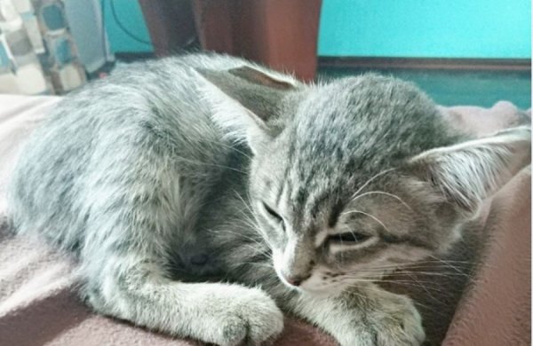 Мутант с другой планеты: Котенок из Новосибирска с четырьмя ушами умилил пользователей сети