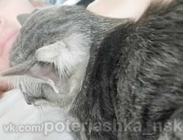 Мутант с другой планеты: Котенок из Новосибирска с четырьмя ушами умилил пользователей сети