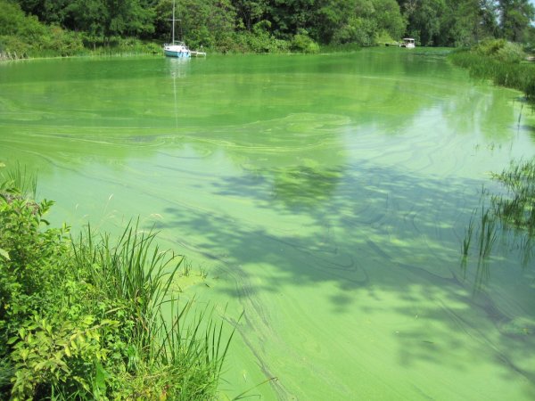 Ярко-зеленый цвет воды водохранилища шокировал воронежцев