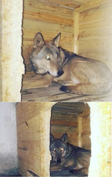 В Ростове жители поймали волка и не знают, что с ним делать