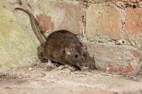 В новостройке Воронежа сфотографировали огромную крысу