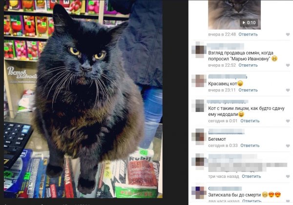 «Продавец-консультант»: Ростовский кот потряс всех покупателей